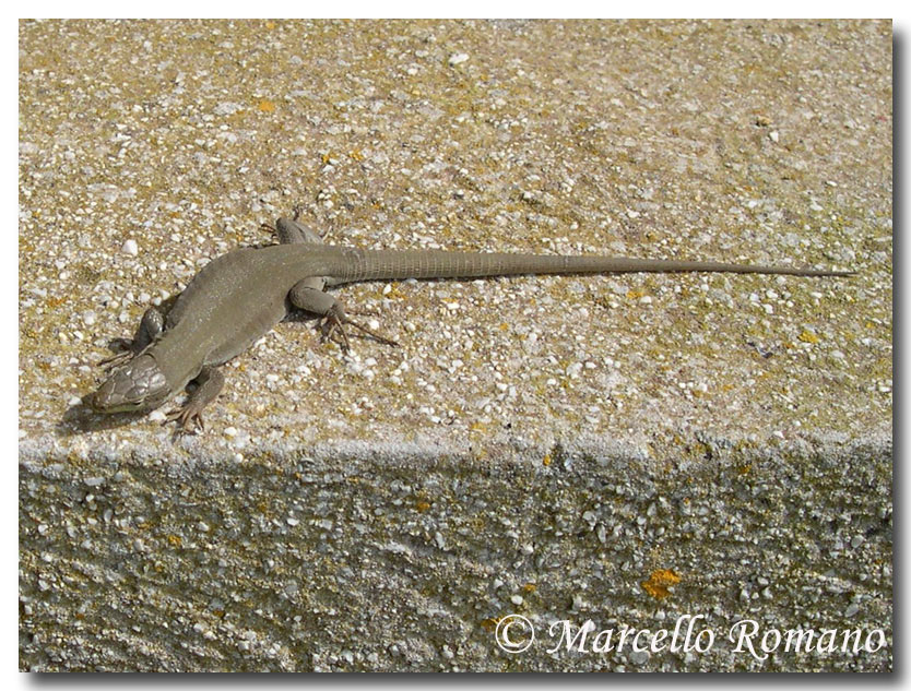 Una Podarcis siculus dalla livrea omogenea